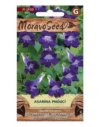 Asarina pnoucí, fialová 00130, 30 semen